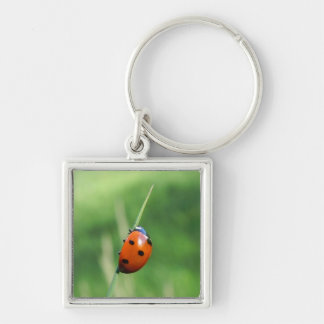 Ladybug auf einem Grashalm-Schlüsselanhänger Schlüsselanhänger