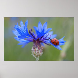 Ladybug auf einer blauen Maisblume Poster