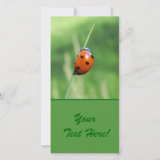 Ladybug auf einer Grashalde