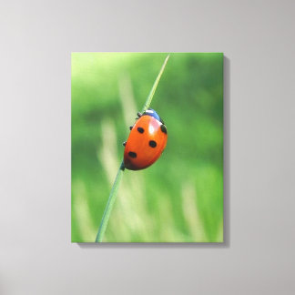 Ladybug auf einer Grashalde Canvas Print Leinwanddruck