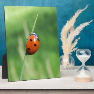 Ladybug auf einer Grashalde Fotoplatte