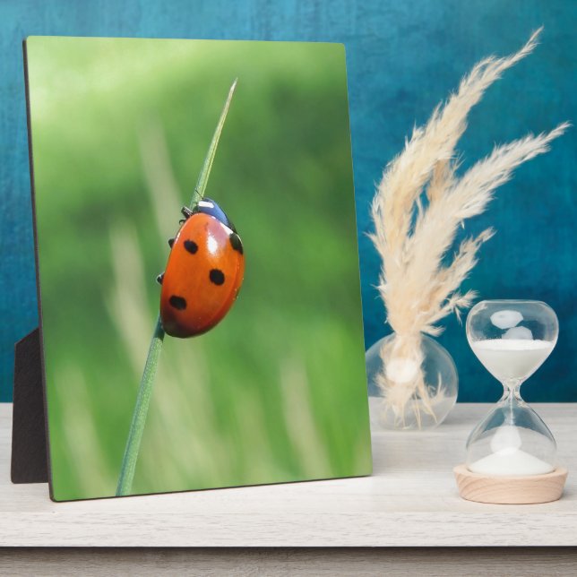 Ladybug auf einer Grashalde Fotoplatte (Seite)