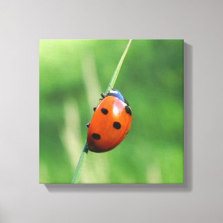 Ladybug auf einer Grashalde Leinwanddruck