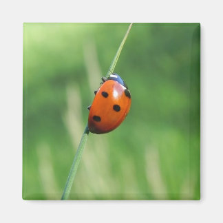 Ladybug auf einer Grashalde Magnet