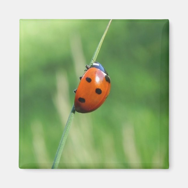 Ladybug auf einer Grashalde Magnet (Vorne)