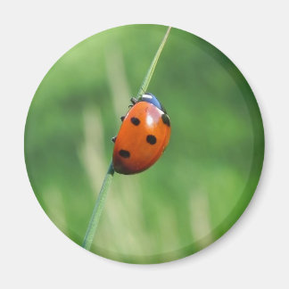Ladybug auf einer Grashalde Magnet