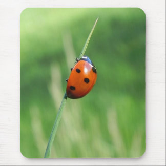 Ladybug auf einer Grashalde Mousepads