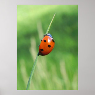 Ladybug auf einer Grashalde Poster