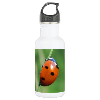 Ladybug auf einer Grashalde Trinkflasche