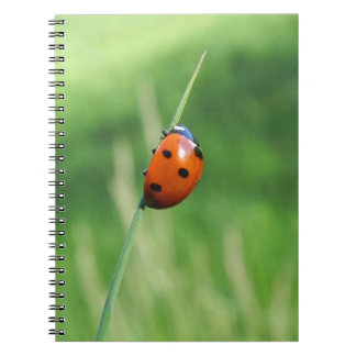 Ladybug auf einer Grasplatte Notizblock