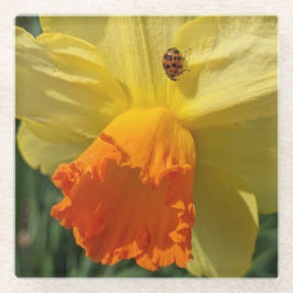 Ladybug auf gelber affodischer Blüte Glasuntersetzer