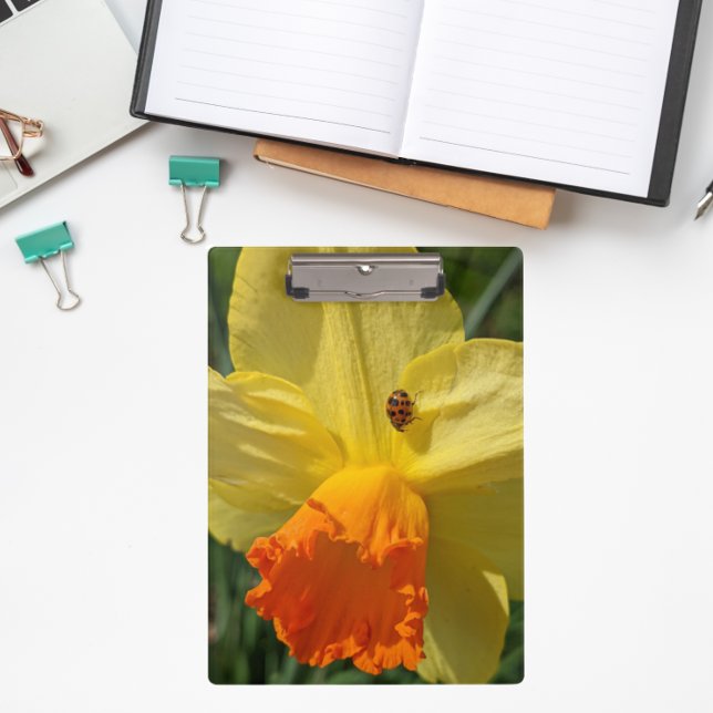 Ladybug auf gelber affodischer Ebene Klemmbrett (In Situ)