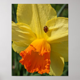 Ladybug auf gelber affodischer Ebene Poster