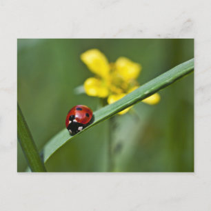 Ladybug auf Gras nah Postkarte