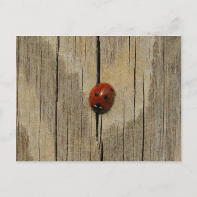 Ladybug auf Holz Postkarte (Vorderseite)