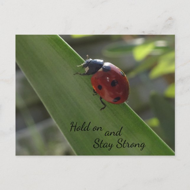 Ladybug auf Leaf halten und starke Postkarte Bleib (Vorderseite)