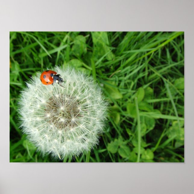 Ladybug auf Löwenzahn Poster (Vorne)