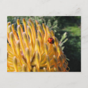 Ladybug auf Pincusion Protea Postkarte