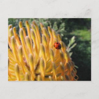 Ladybug auf Pincusion Protea Postkarte
