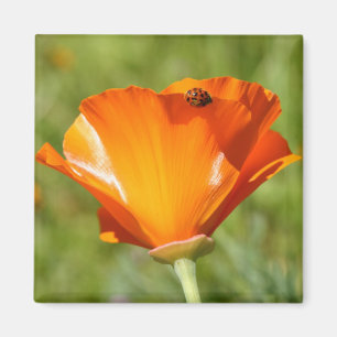 Ladybug auf Poppy Magnet