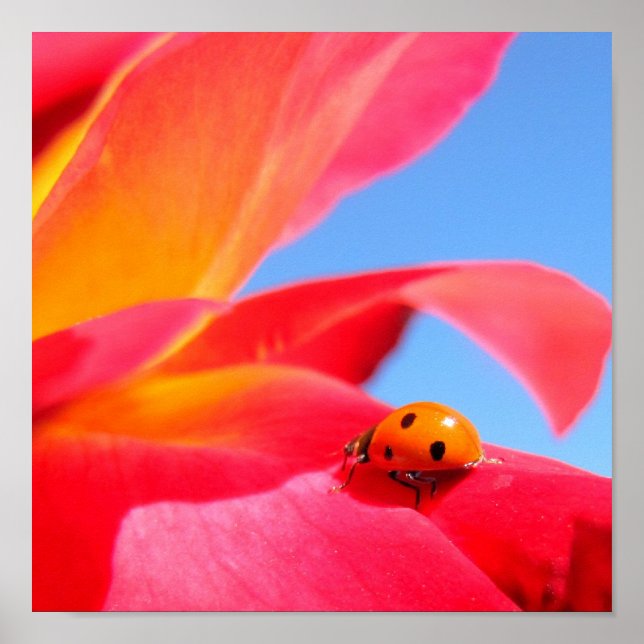 Ladybug auf Rose Poster (Vorne)