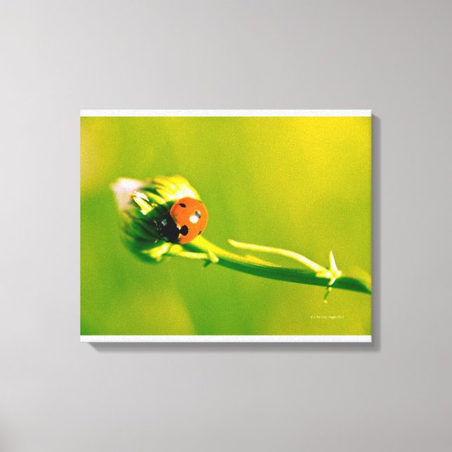 Ladybug auf Sprig Leinwanddruck (Vorderseite)
