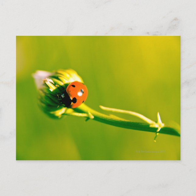Ladybug auf Sprig Postkarte (Vorderseite)