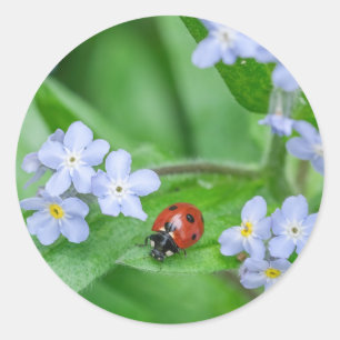 Ladybug auf Vergessen-ich-nicht-Stickers Runder Aufkleber