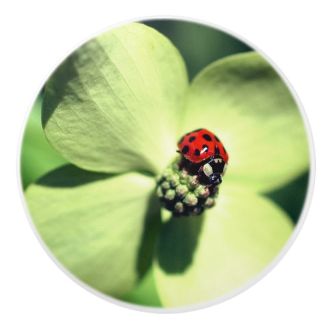 Ladybug auf weißer Dogwood-Blume Nah  Keramikknauf (Vorderseite)