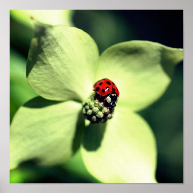 Ladybug auf weißer Dogwood-Blume Nah Poster (Vorne)