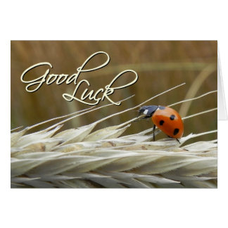 Ladybug auf Weizen - Viel Glück Card