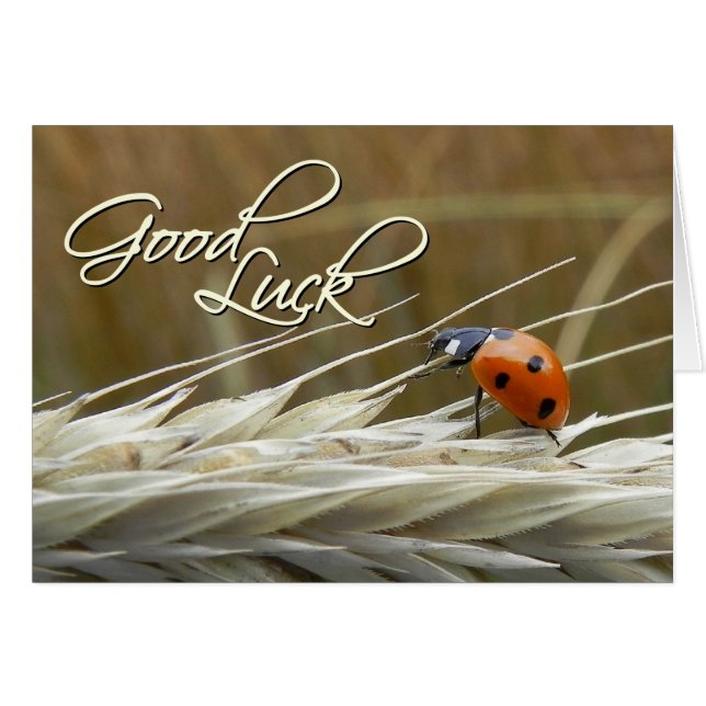 Ladybug auf Weizen - Viel Glück Card (Vorderseite (Horizontal))