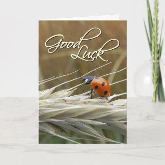 Ladybug auf Weizen - Viel Glück Card Karte