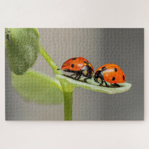 Ladybug Beetles Puzzle