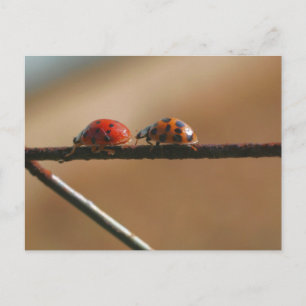 Ladybug Buddies Naturfotografie Postkarte