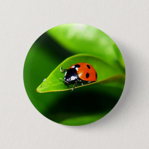 Ladybug Button