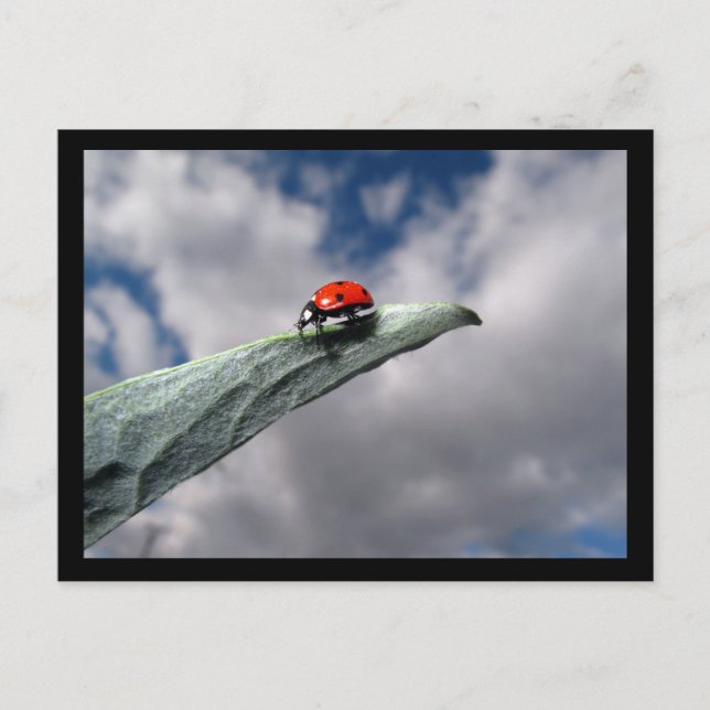 Ladybug Calm vor der Storm-Postkarte Postkarte (Vorderseite)