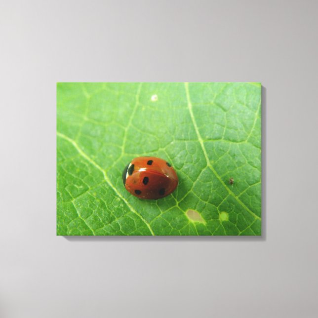 Ladybug Canvas Print Leinwanddruck (Vorderseite)