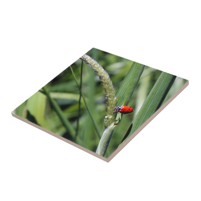 Ladybug (Coccinellidae) Fliese (Seite)