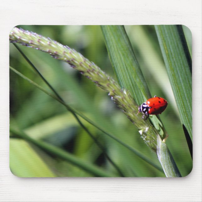 Ladybug (Coccinellidae) Mousepad (Vorne)