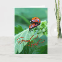 Ladybug Couple - Viel Glück Card