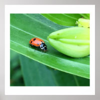 Ladybug Foto