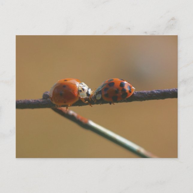 Ladybug Friends Naturofotografie Postcard Postkarte (Vorderseite)