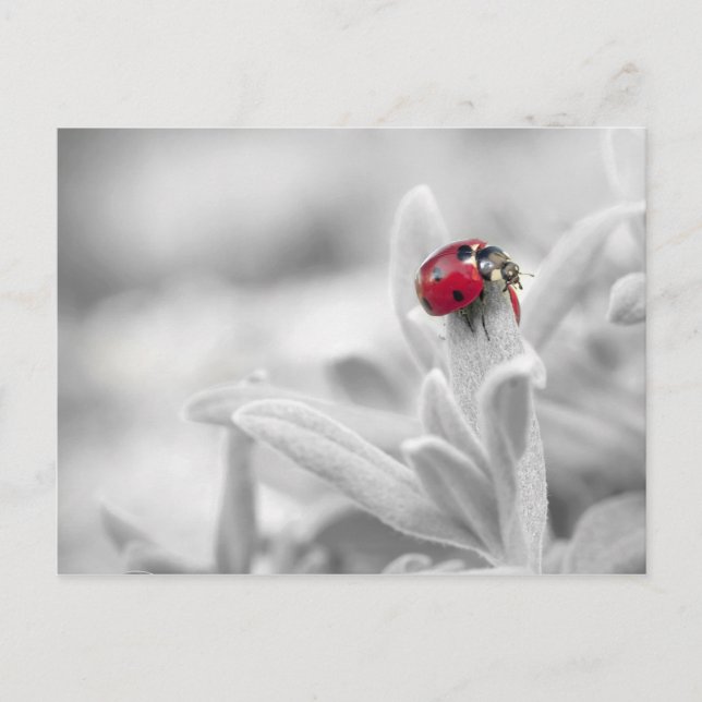 Ladybug in der weißen Karte (Vorderseite)