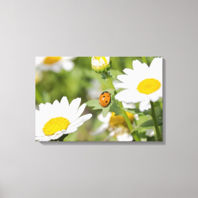 Ladybug in einem Daisy-Garten Leinwanddruck (Vorderseite)