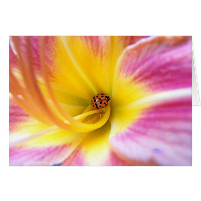 Ladybug in Lilly (Vorderseite (Horizontal))