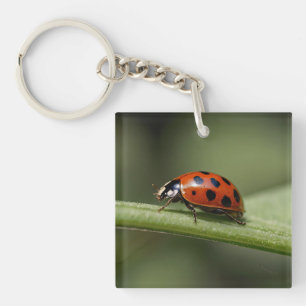 Ladybug Insect Schlüsselanhänger