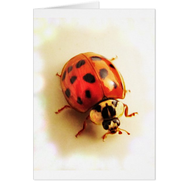 Ladybug-Karte (Vorne)