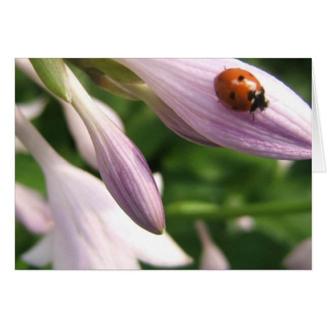 Ladybug-Karte (Vorderseite (Horizontal))