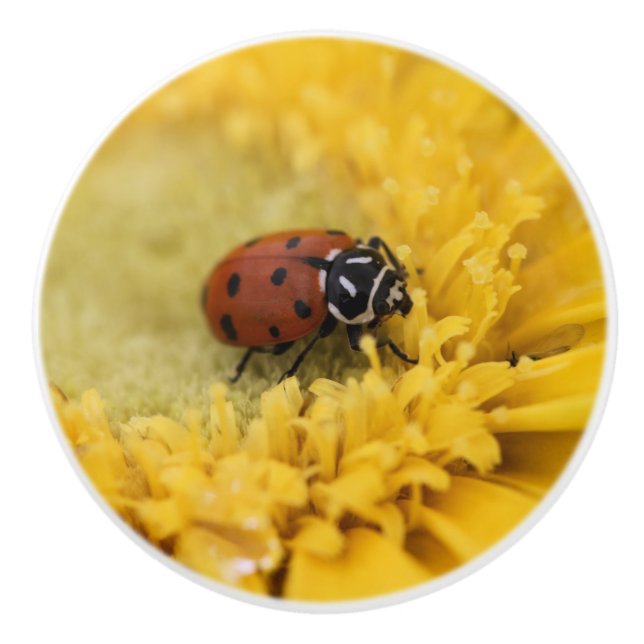 Ladybug Keramikknauf (Vorderseite)